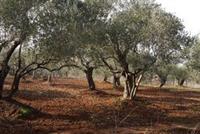 Ref #768 - 1163 M2 Land Of Olive For Sale In AMIOUN, El Koura (zoning: 5 %) - Price/m2: $50 